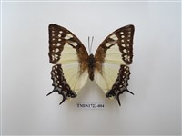 藏品(雙尾蛺蝶)的圖片